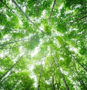 Advances in carbon capture and utilisation: A new SCI virtual collection