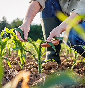 Soil pollution by toxic metals threatens agriculture and health, warn researchers