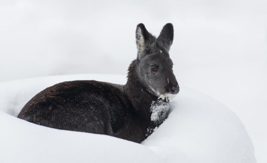 SCIBlog - 3 November 2022 - image of musk deer