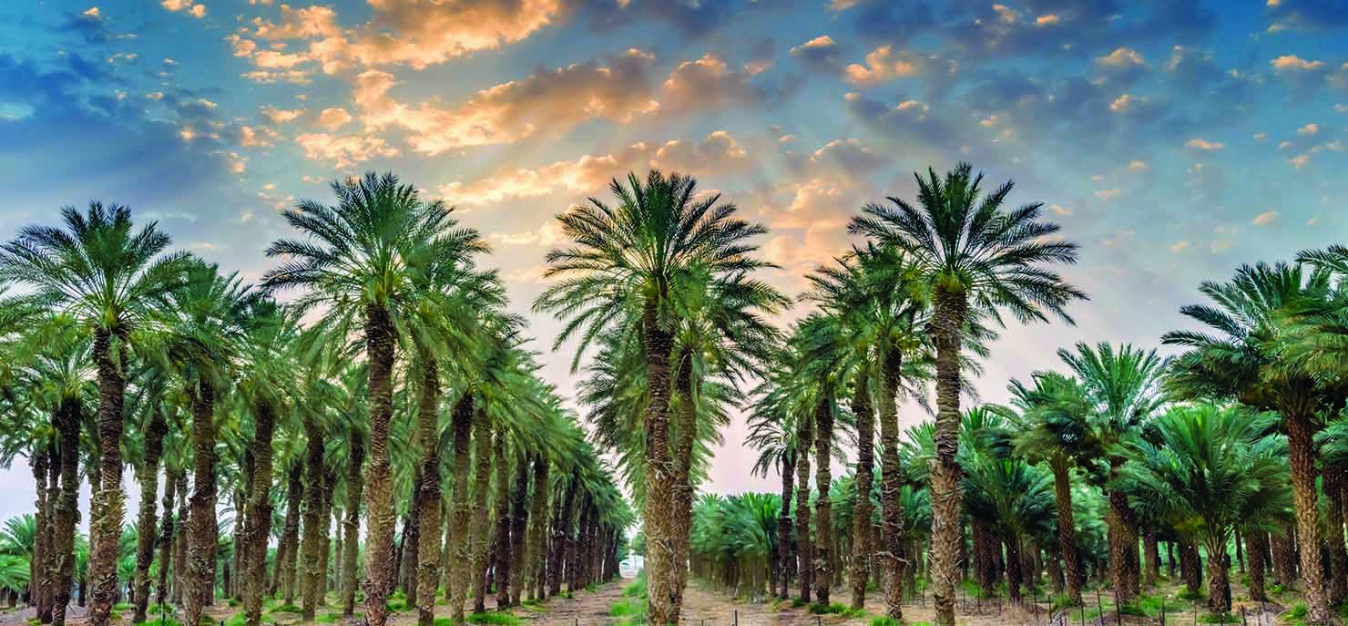 Palm trees